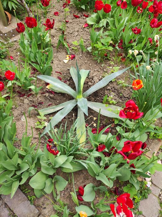 Агава мексиканська.