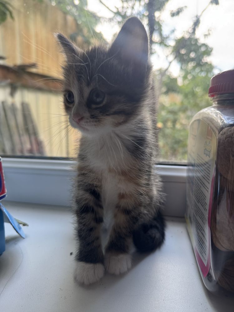 Котята мальчик девочка отдам бесплатно