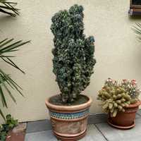 Kaktus Cereus Peruvianus monstrose 25 lat kolekcjonerski