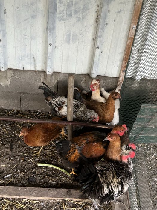 Galos e galinhas frisados e normais