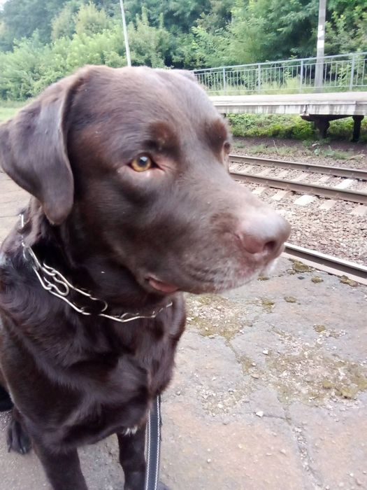 Віддам безкоштовно дві собаки лабрадори