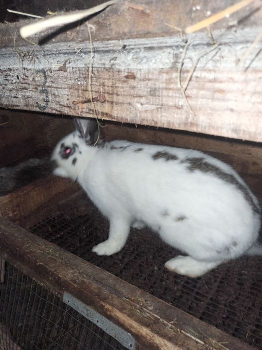 Продам молодих кроликів