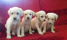 Labrador Retriever suczka.