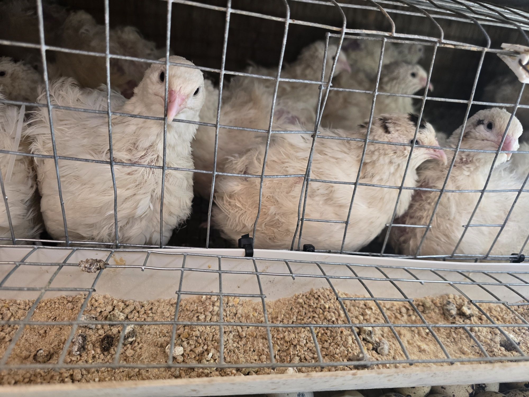 Półroczne przepiórki nioski celadon texas faraon włoszka przepiórka