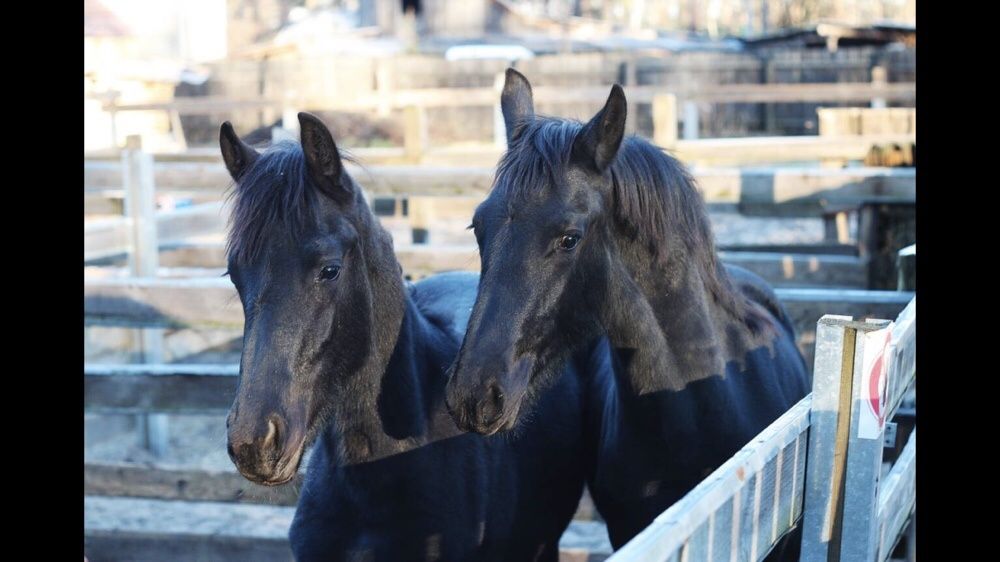 Фриз жеребята