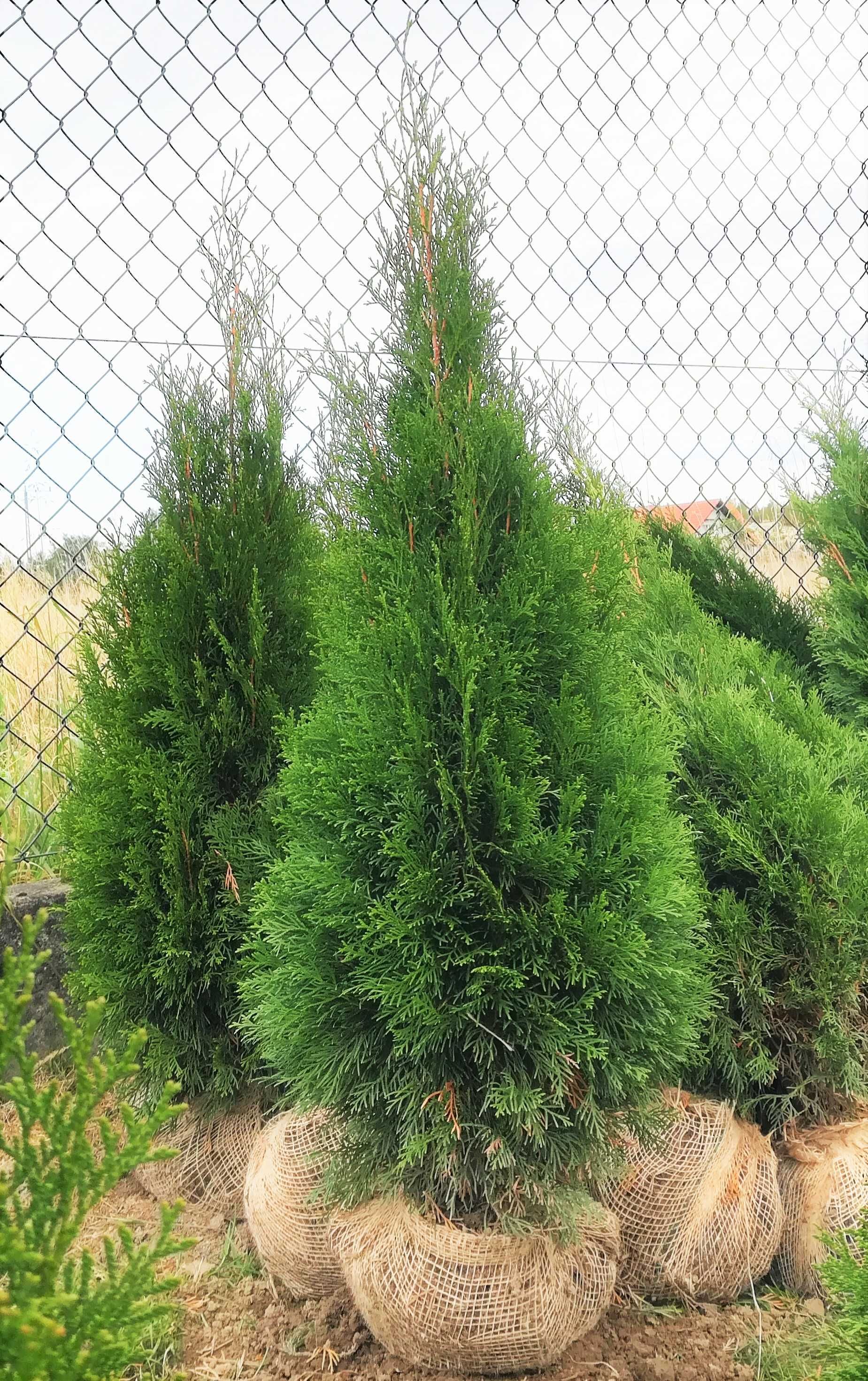 Thuja Smaragd tuje thuje szmaragd żywopłot 110 130cm tuja