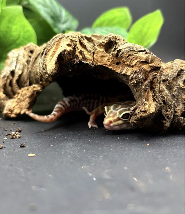 Gekon Lamparci (Eublepharis Macularius)