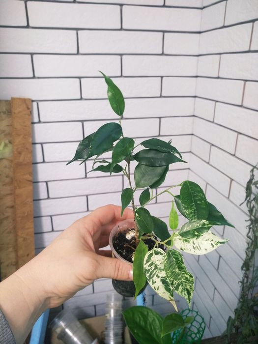 фікус грін ісланд, Ельдорадо, альбомаргіната