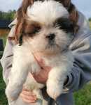 Cudowne Shih tzu szuka kochającego domku!