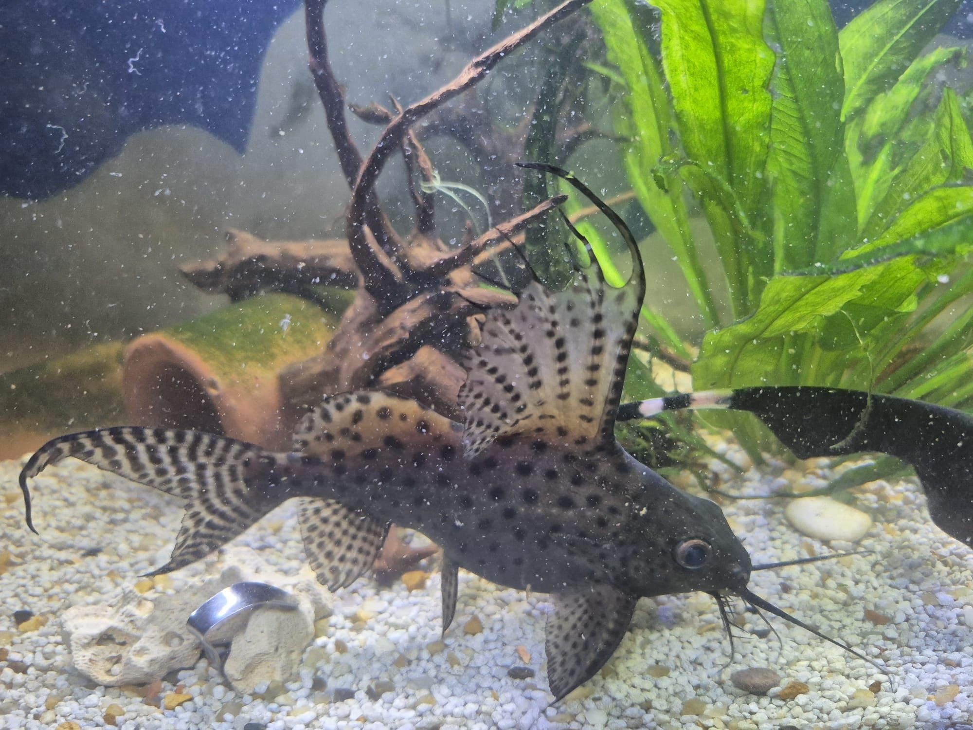 2 Synodontis Eupterus