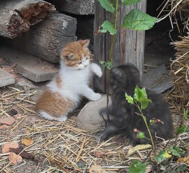 Кошенята - мишолови
