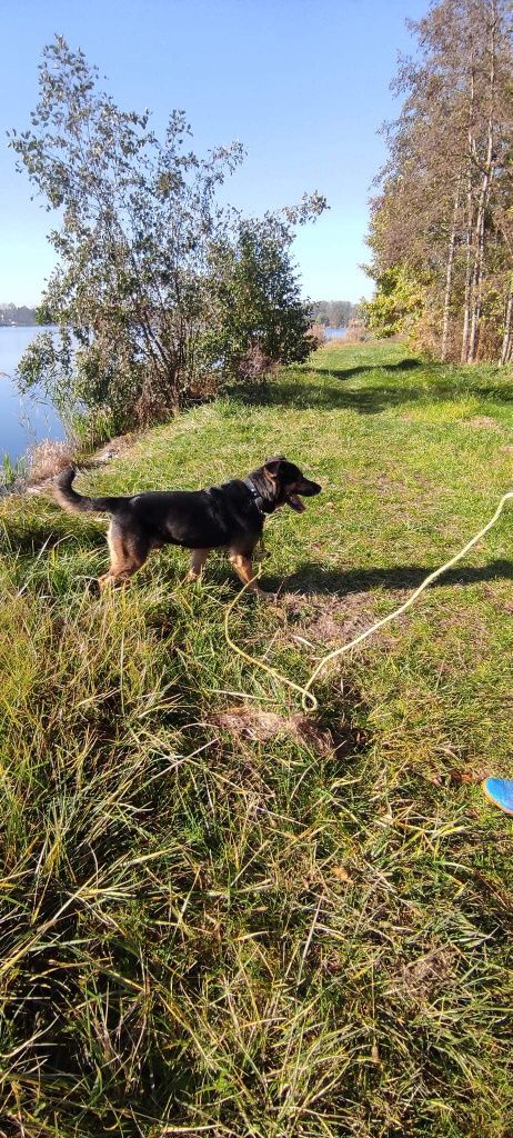 Tabs poleca się do adopcji