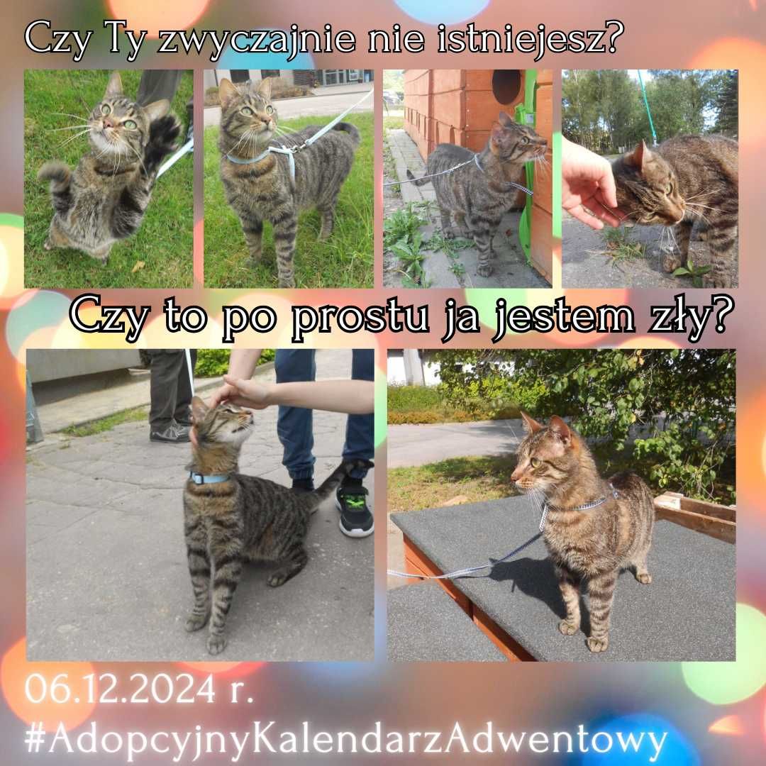 Zrezygnowany Feliks Wielkanoc spędził w schroniskowej klatce