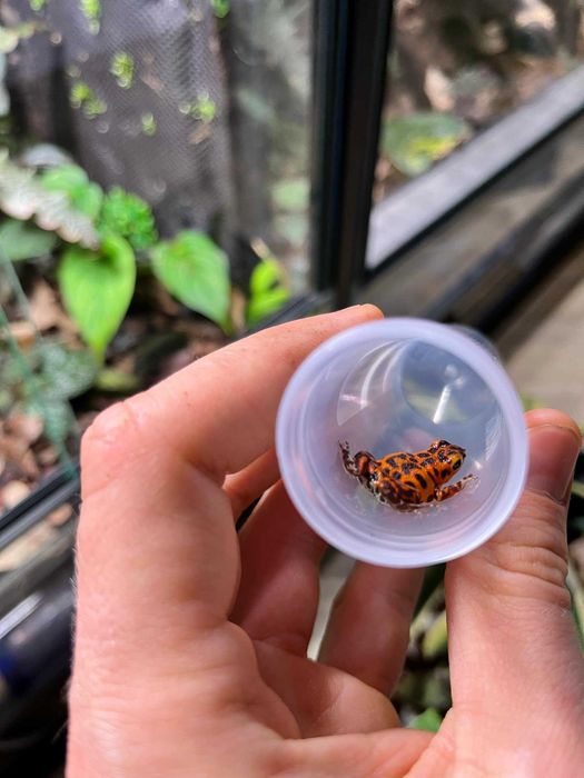 Oophaga pumilio bastimentos