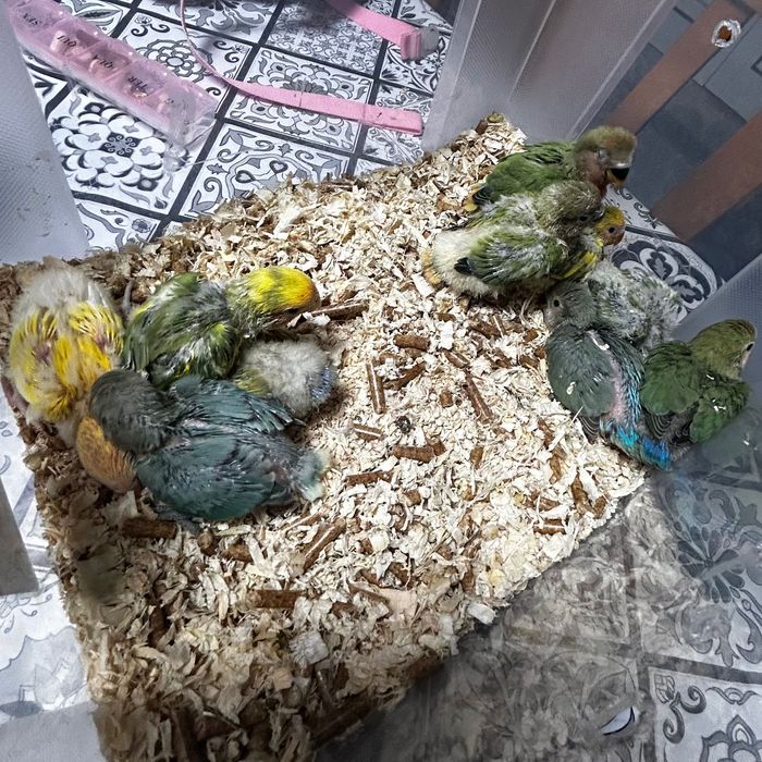 Agapornis roseicollis para criar há mão.