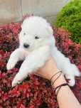 Piękny szczeniaczek Samojed/ Samoyed