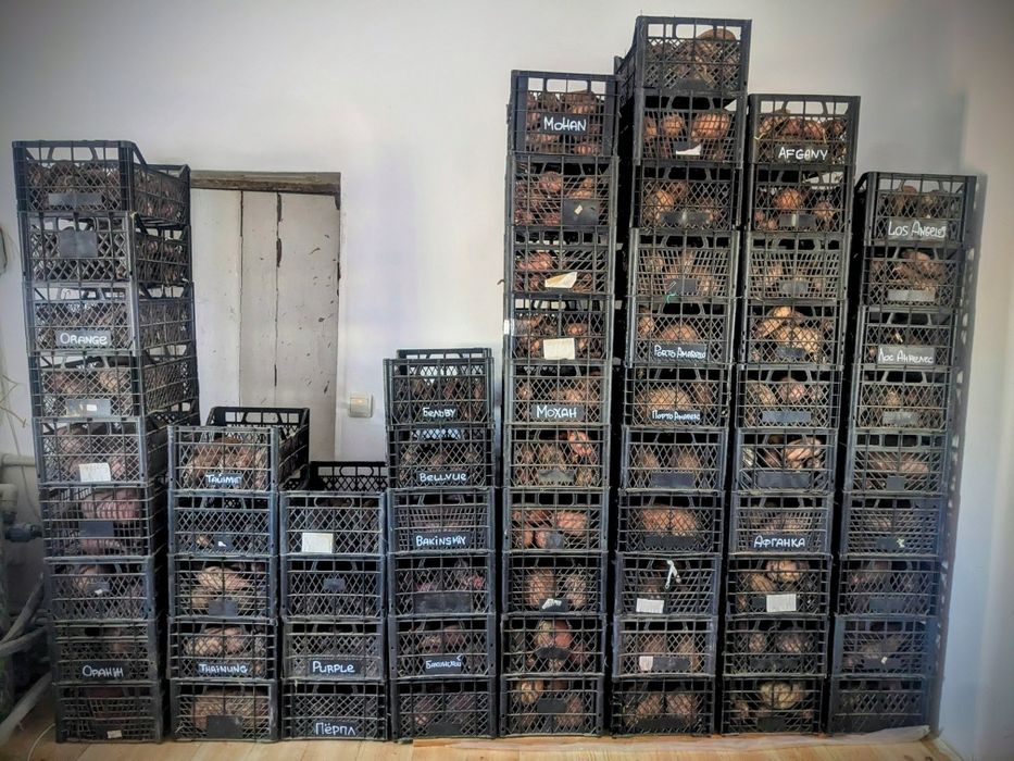 Батат органический ( для еды , маточные клубни ,  рассада на весну )