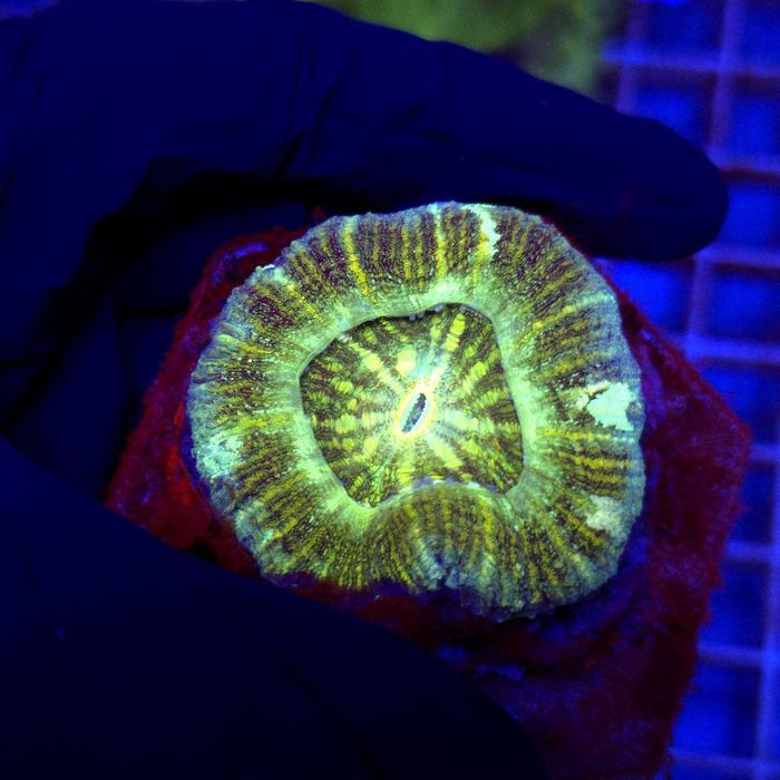 Scolymia WYSIWYG #1 akwarystyka morska koralowce