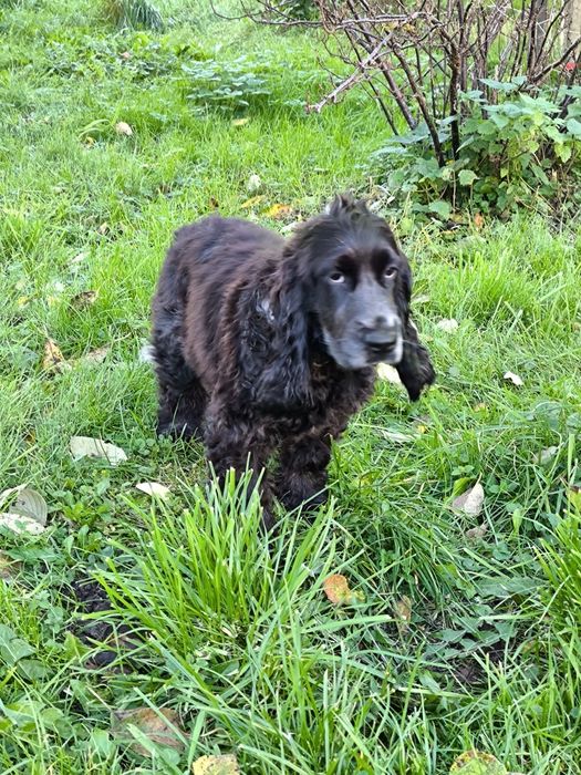 Cocker spaniel ang.samiec blue roan,już po szczepieniu na wściekliznę