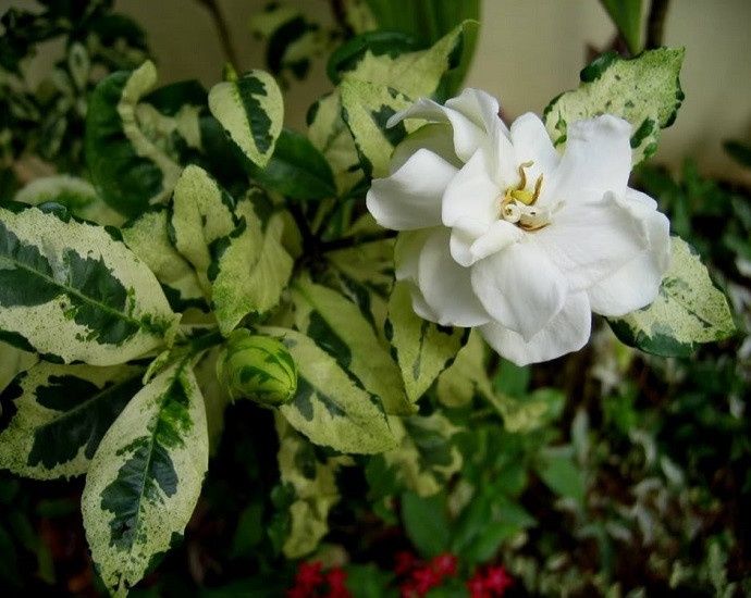 Гардения вариегатная  Gardenia jasminoides var. variegata