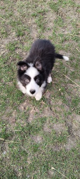 Border Collie ur.09. 06. 2025 ( Suczka  )