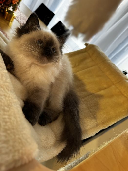 Ragdoll cudowny kocurek przepiekny przytulasny