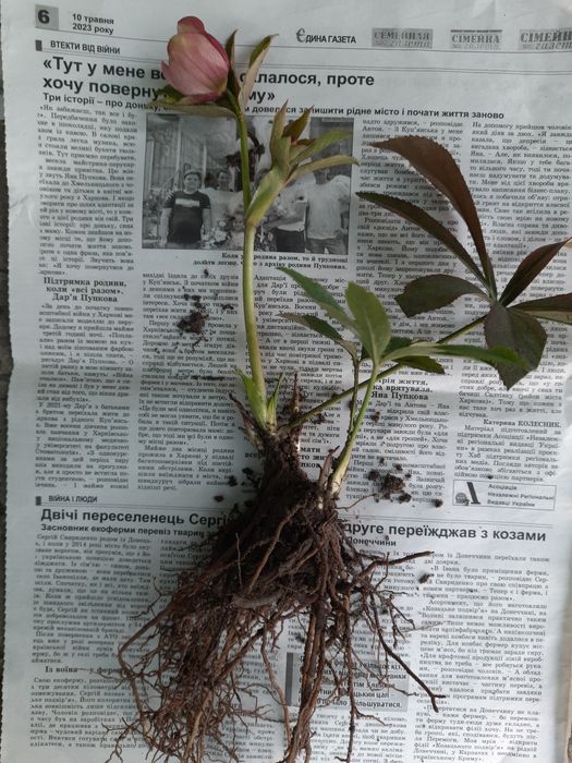 Кампсис, морозник, айва шиповник