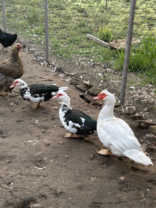 Kaczki  francuskie mlode i stare