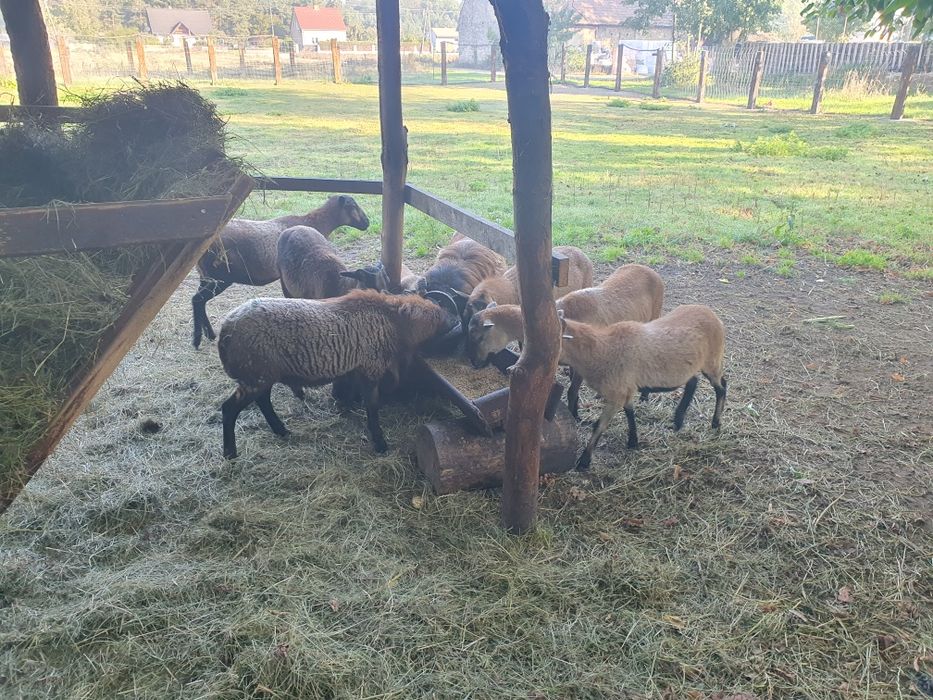 Sprzedam Owce Kamerunskie