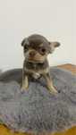 chihuahua pelo curto