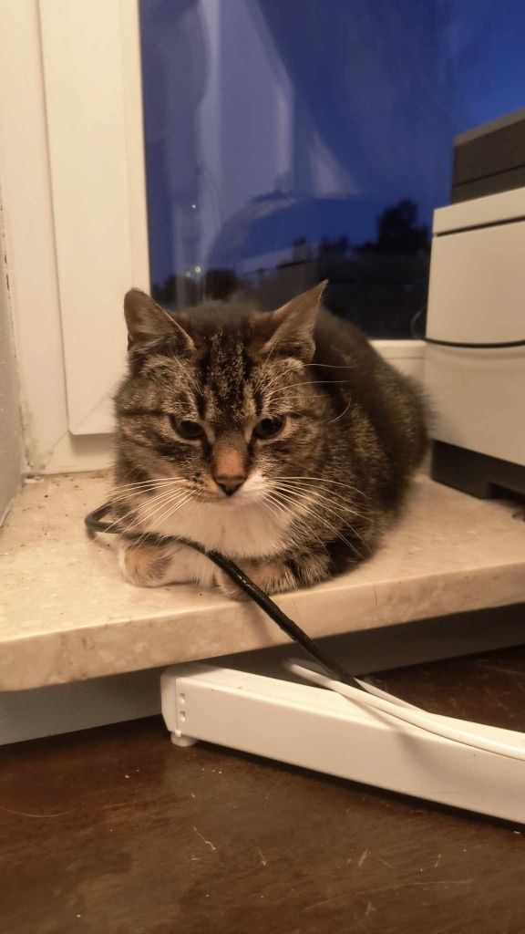 Uratowana kotka szuka domu