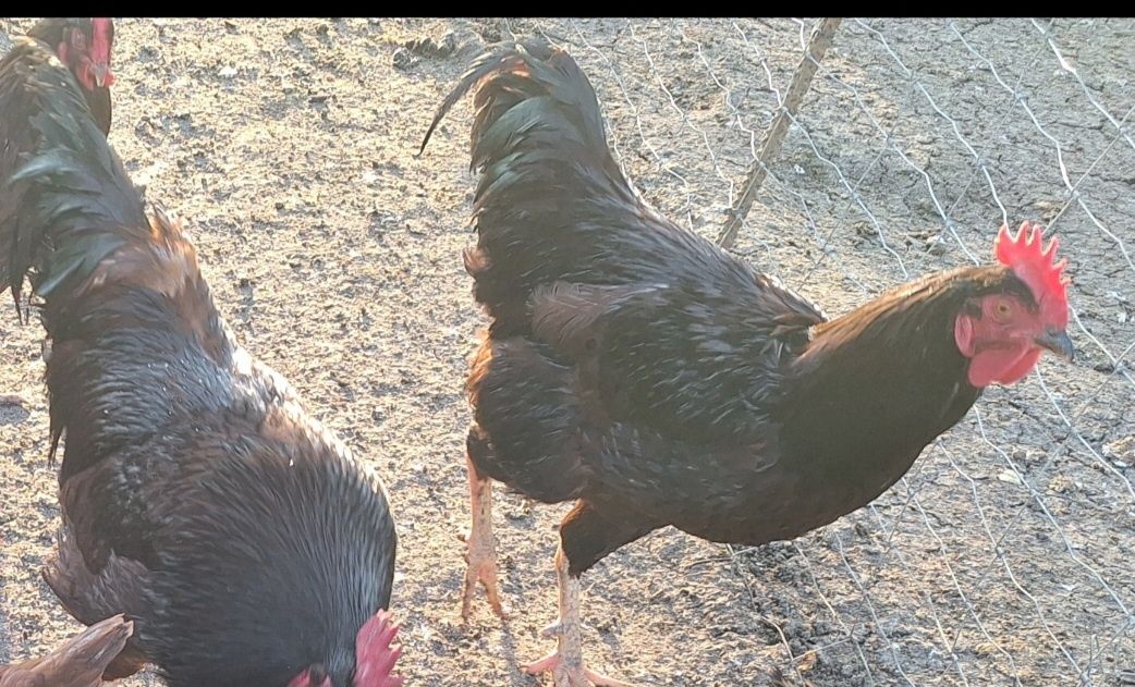 Jaja legowe zielononóżki, leghorn,dominant blue,rosa,sussex,karmazyn,