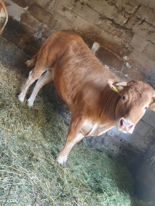 Jałówka blonde d'aquitaine