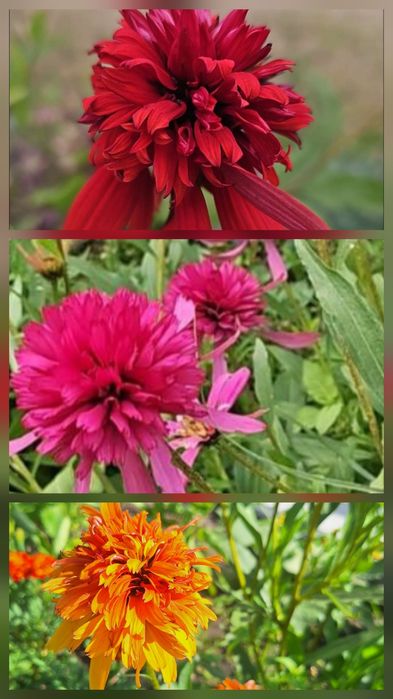 Jeżówka purpurowa,50 szt mix nasiona jeżówek, jeżówki. Kwiat, kwiaty