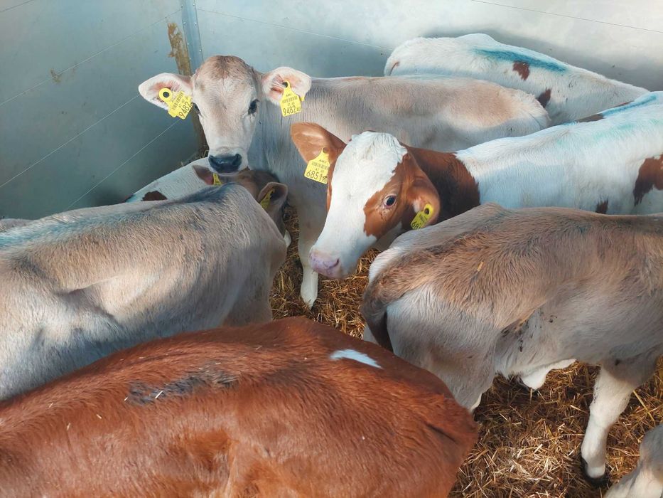 Nadarzyn Cieleta miesne byczki