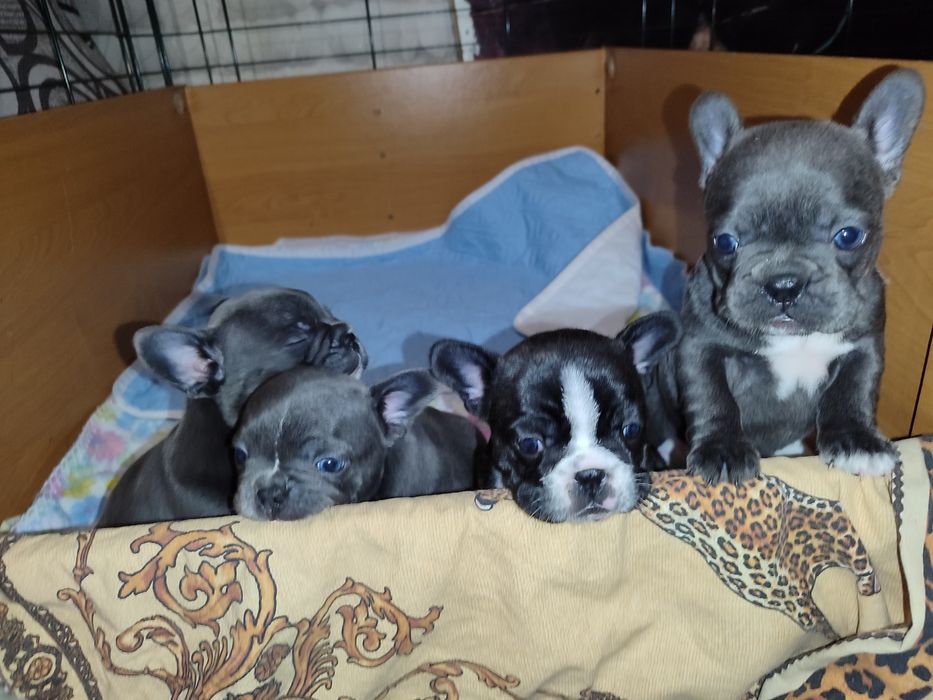 Французский Бульдог