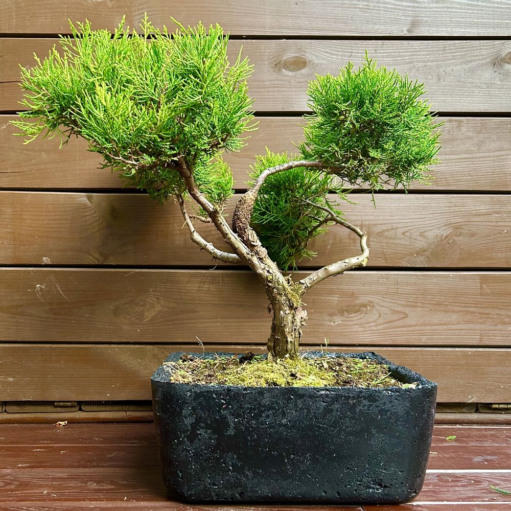 Bonsai jalowiec chinski drzewko bonsai w betonowej donicy
