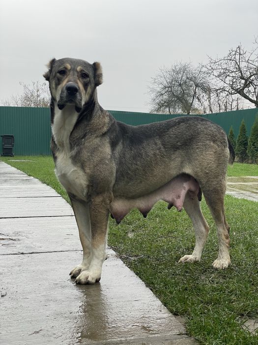 Цуценята алабая.