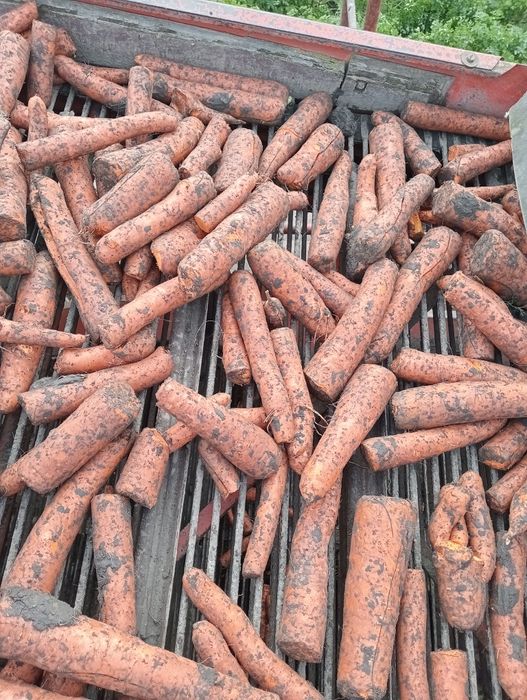 Marchew dla zwierząt, koni, bydła