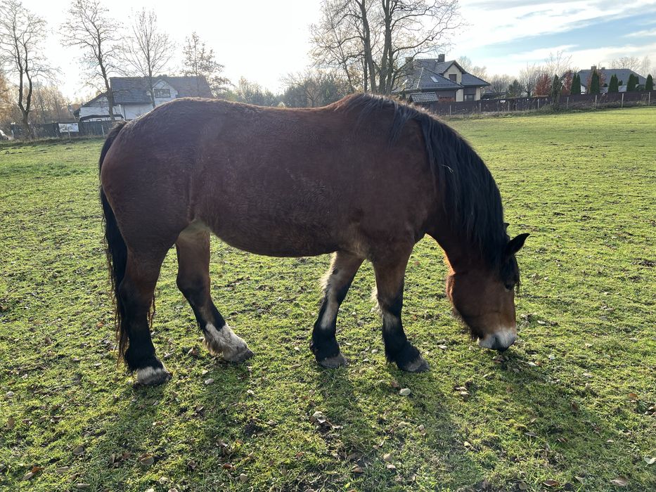 Klacz zimnokrwista gniada