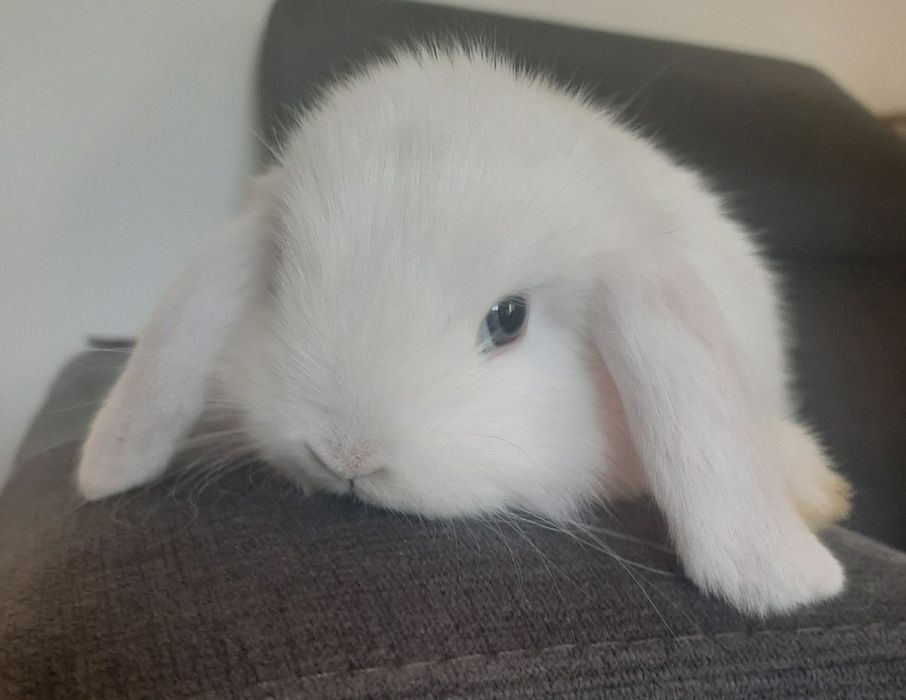 Kroliki baranek karzełek  miniaturka mini lop