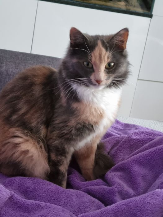Kocięta po puchatej Mamie