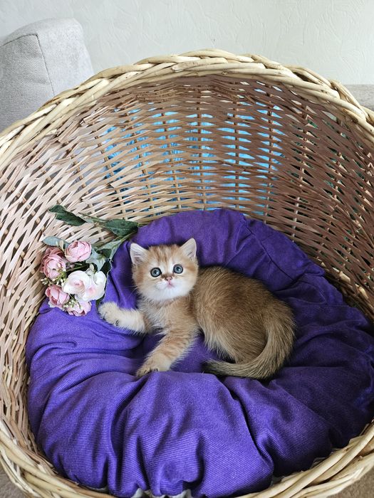Золотая британская шиншилла кошечка кошка дівчинка