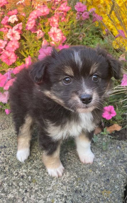 Віддам щенка в добрі руки