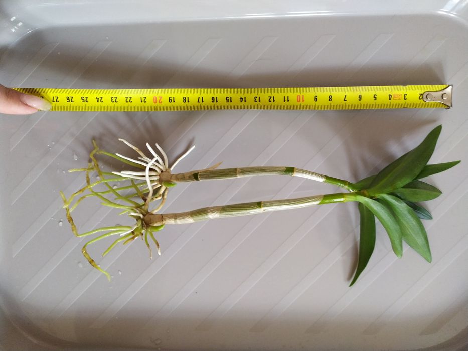 Дендробіум Ода Бері дітки