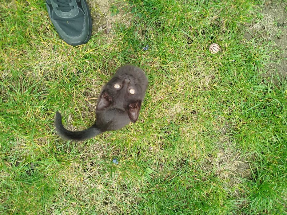 Czarna kotka do odopcji