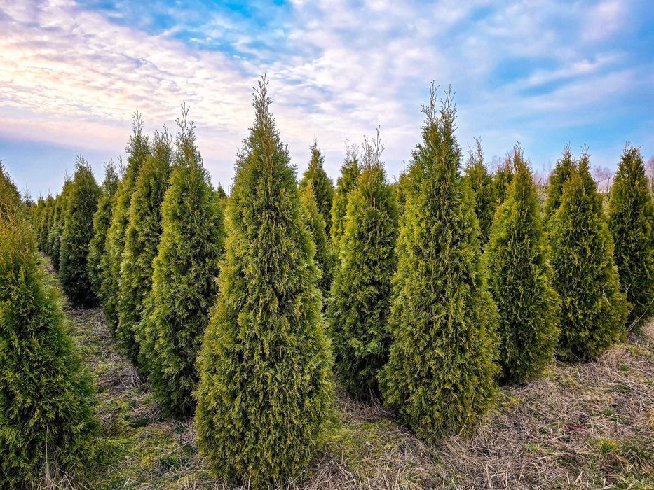 TUJA Thuja SZMARAGD Piękna gęsta na żywopłot wys.180-200 cm Sadzenie!