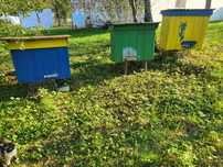 Продам пасіку /вулики