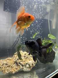 Peixinhos dourados / Goldfish / Kinguio