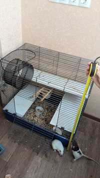 Семья самочек крыс ищет дом